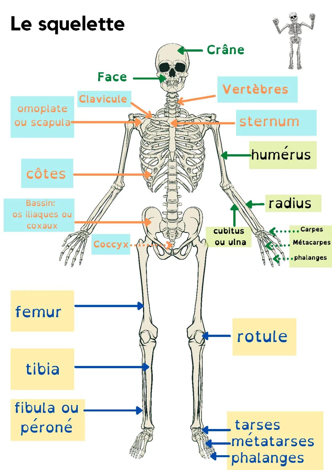 Découvre le Squelette Humain : Schéma et Anatomie Facile