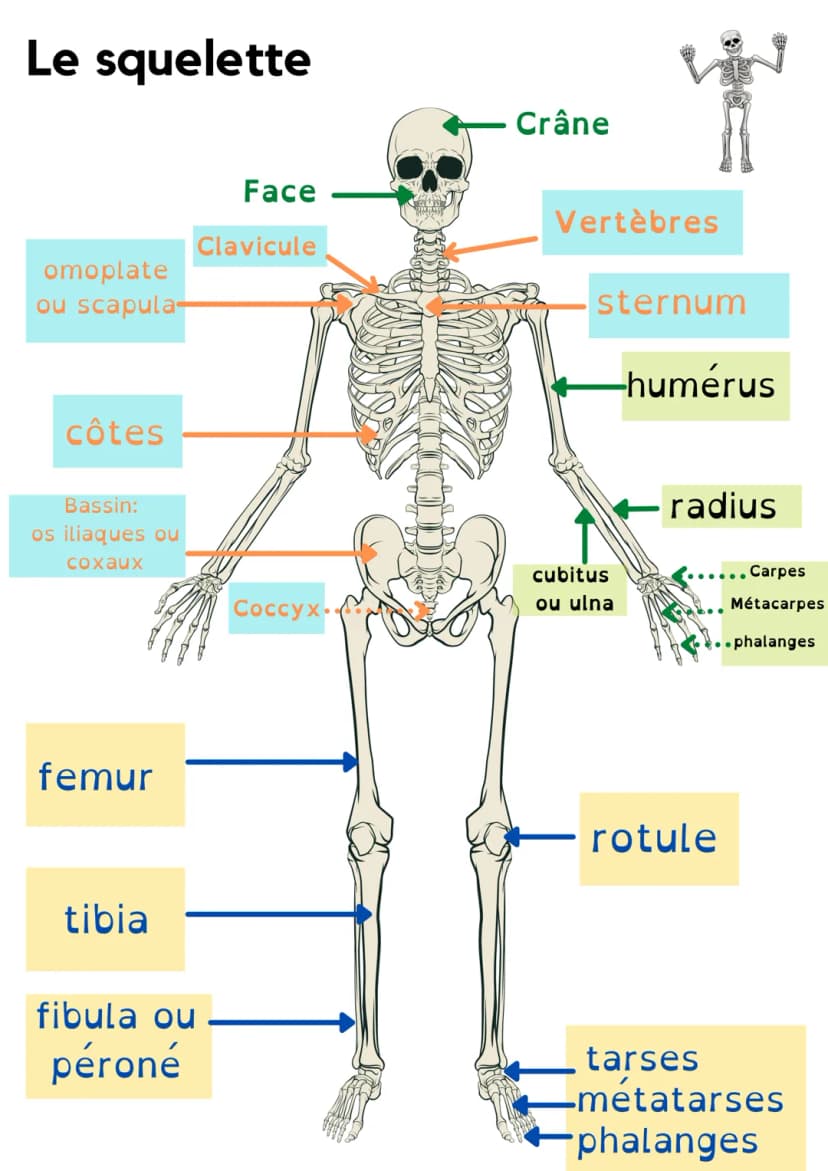 Découvre le Squelette Humain Schéma et Anatomie Facile (ST2S) en PDF — free download