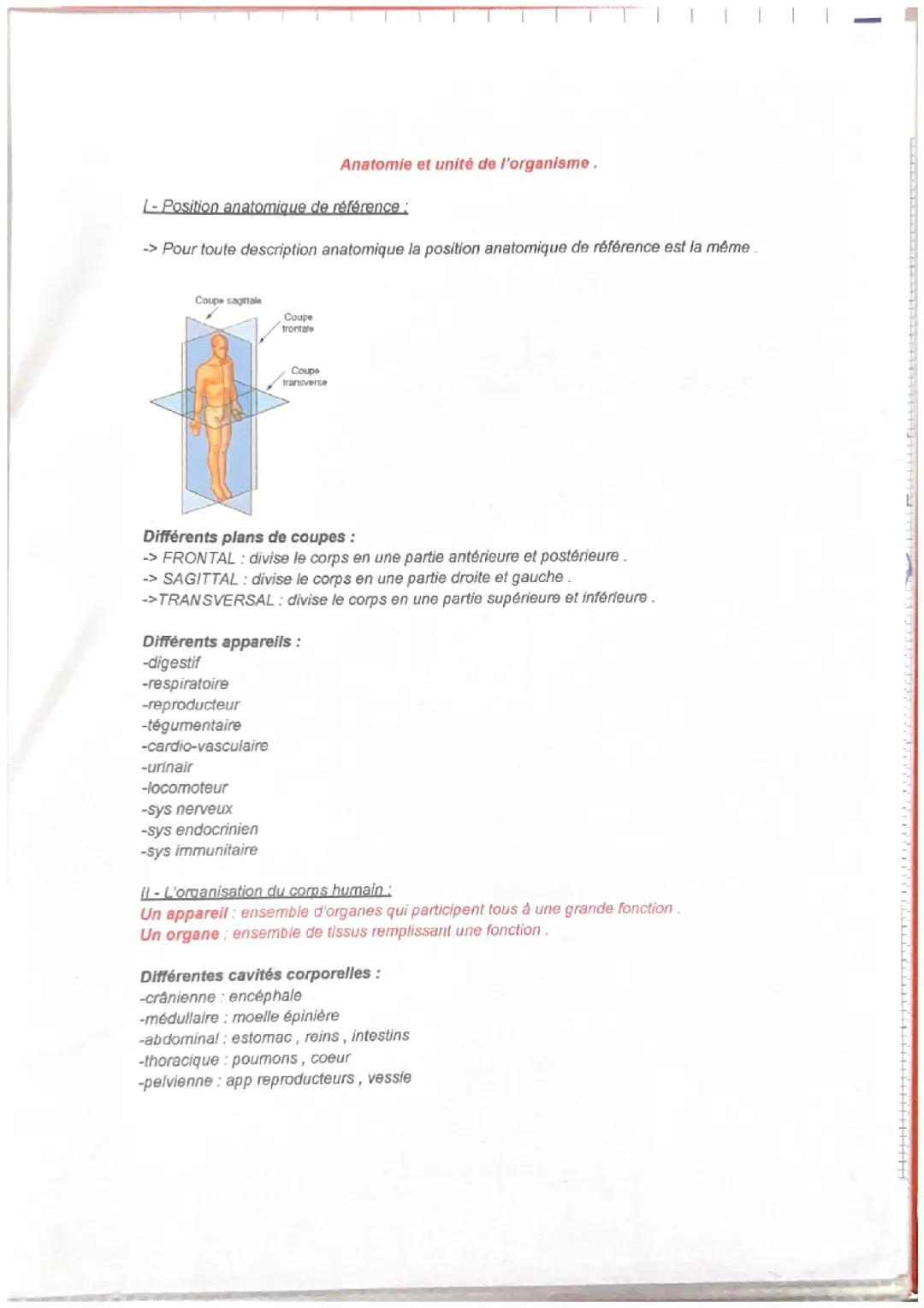 Anatomie et unité de l’organisme 