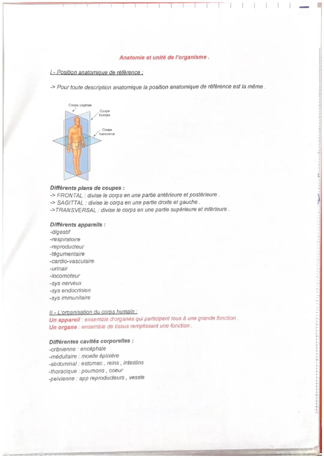 Anatomie et unité de l'organisme.
L-Position anatomique de référence:
-> Pour toute description anatomique la position anatomique de référen