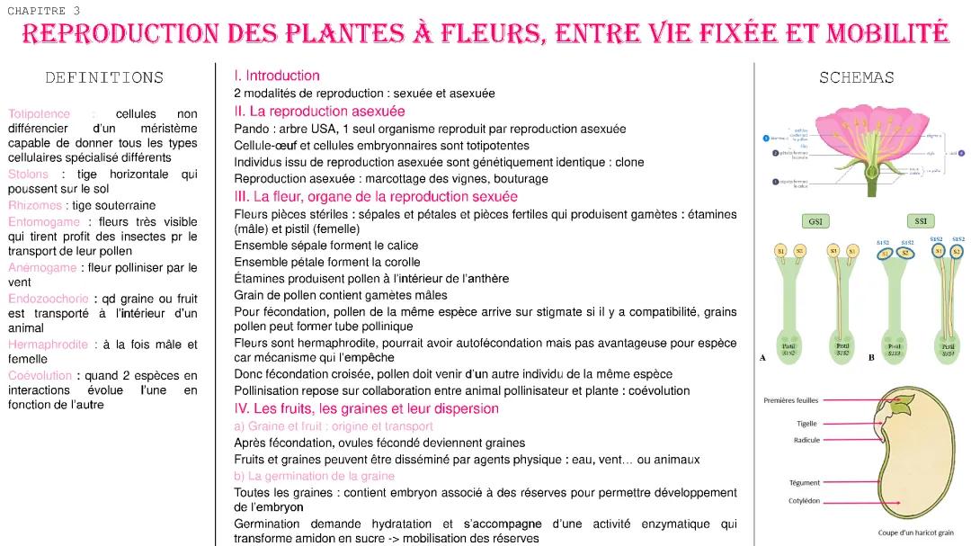 Reproduction des plantes à fleurs, entre vie fixée et mobilité 