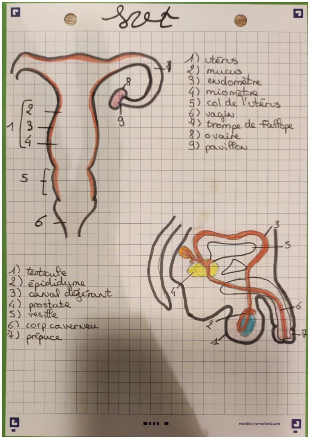 G
13
4
set
9
8
1) utêrus
72) mucus
3) endomètre
4) miometre
5) col de l'utérus.
6) vagin
4) trompe de faflope
8) o vaire
9) pavillon
5
6
1 t