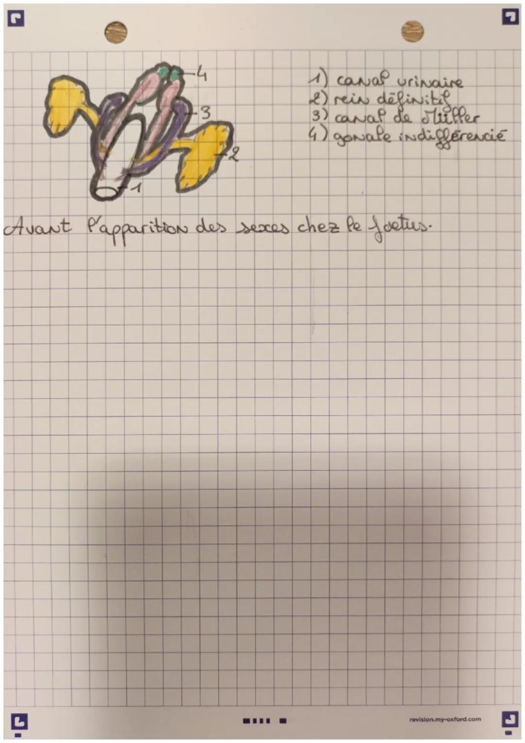 G
13
4
set
9
8
1) utêrus
72) mucus
3) endomètre
4) miometre
5) col de l'utérus.
6) vagin
4) trompe de faflope
8) o vaire
9) pavillon
5
6
1 t