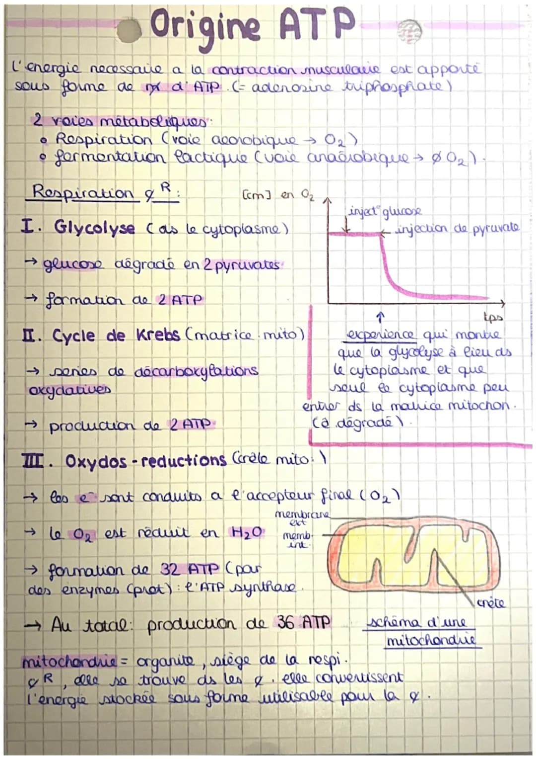 Origine ATP
l'energie necessaire a la contraction musculaire est apporté
sous forme de nx d' ATP. (= adenosine triphosphate)
2 voies métabol