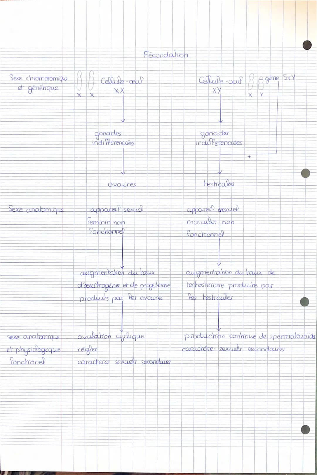 schéma fonctionnel 