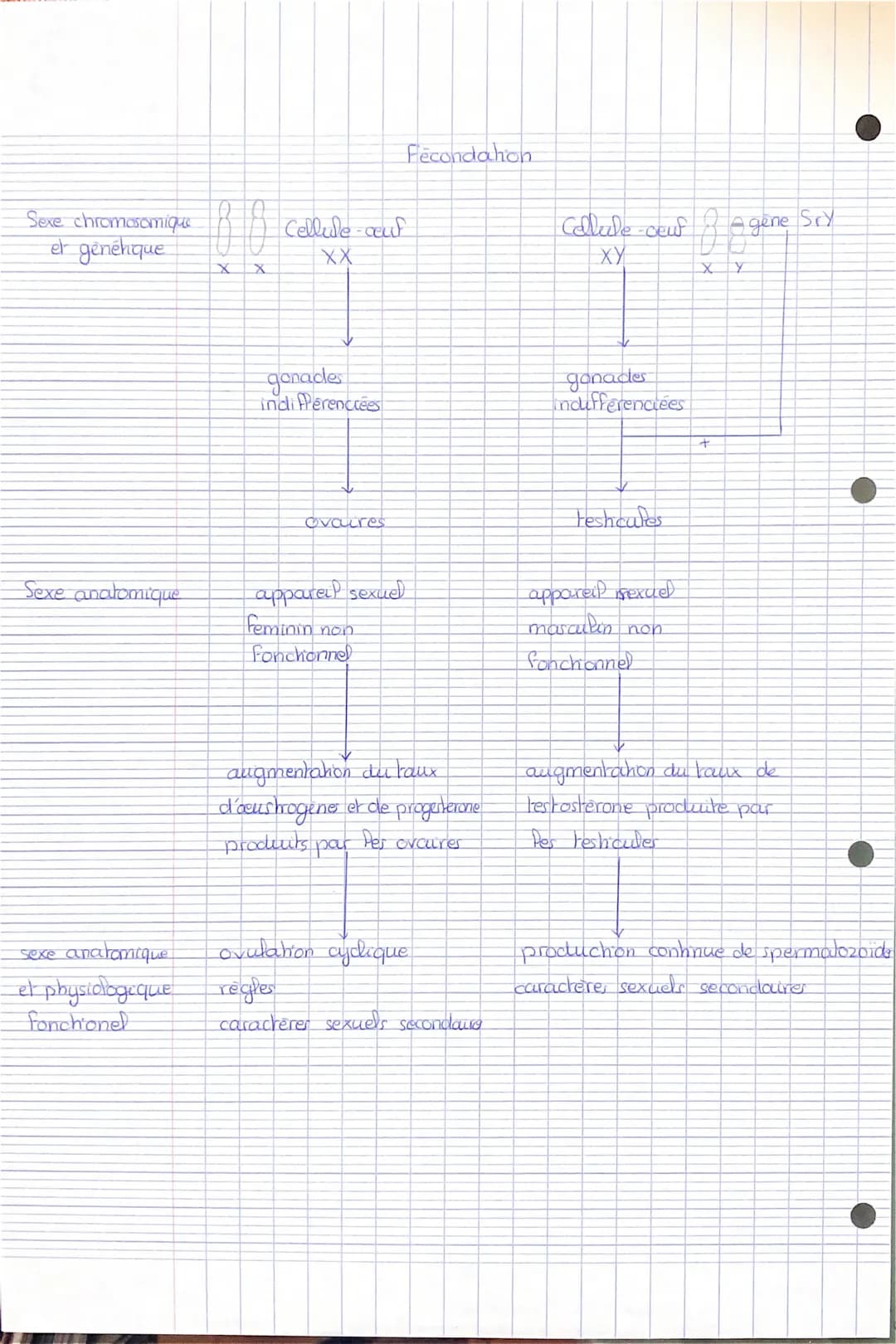 Sexe chromosomique
et genétique
Sexe anatomique
sexe anatomique
et physiologique
fonchonel
Ho
X X
Cellude-cuf
XX
✓
gonades
indiferenciées
ov