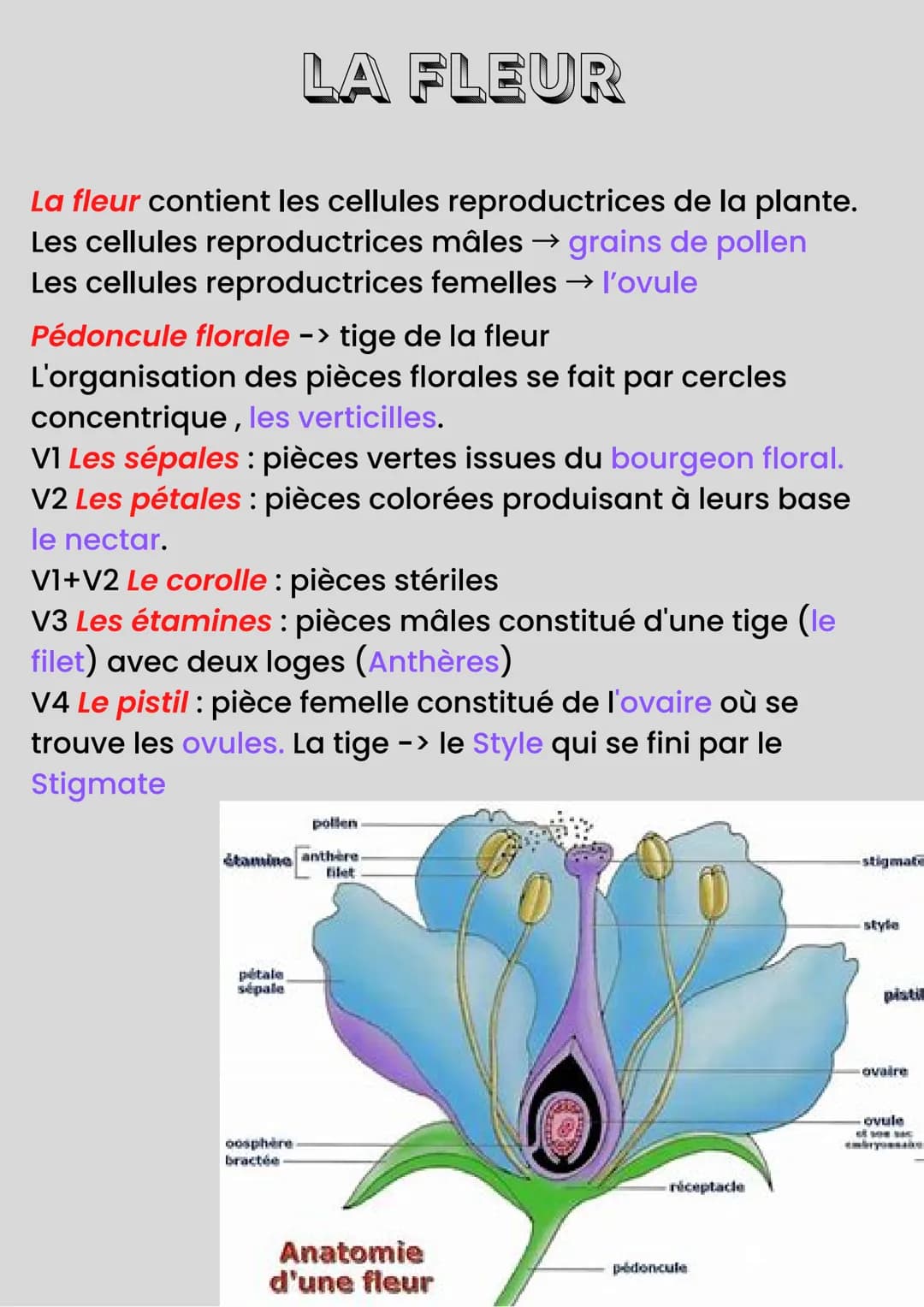 LA REPRODUCTION DES
PLANTES
Reproduction sexuée -> Méiose=Fécondation
Reproduction asexuée-> "Clonage"
Organes sous-terrain de réserves → bu