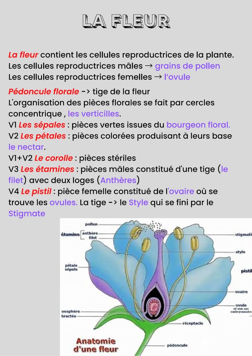 LA REPRODUCTION DES
PLANTES
Reproduction sexuée -> Méiose=Fécondation
Reproduction asexuée-> "Clonage"
Organes sous-terrain de réserves → bu