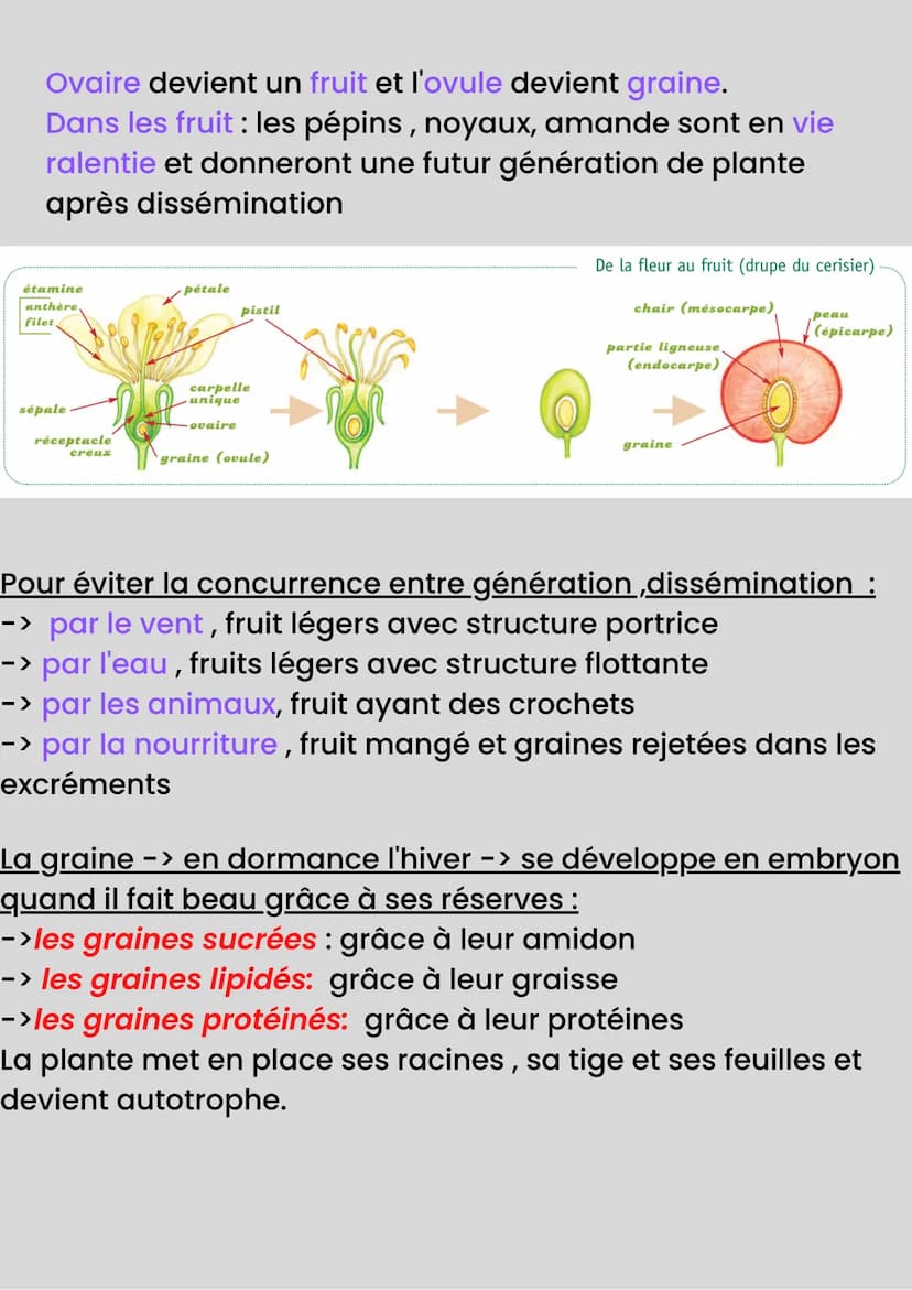 LA REPRODUCTION DES
PLANTES
Reproduction sexuée -> Méiose=Fécondation
Reproduction asexuée-> "Clonage"
Organes sous-terrain de réserves → bu