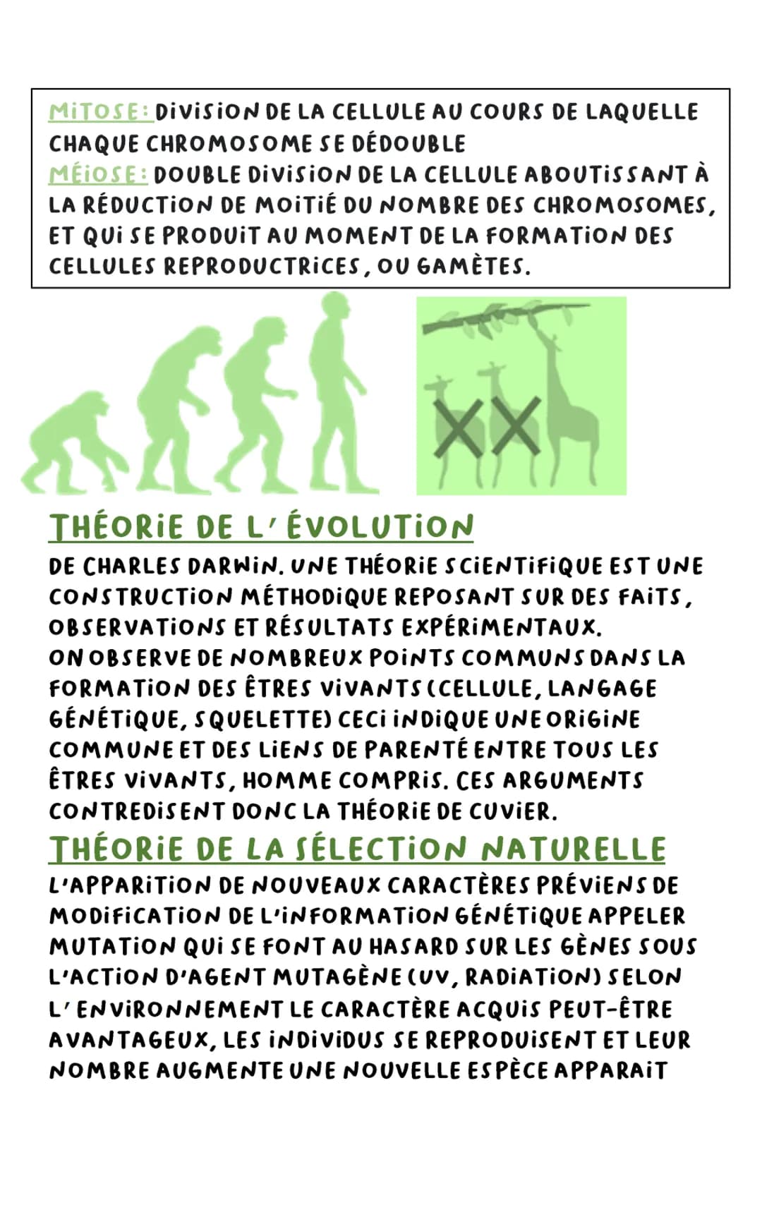 MITOSE: DIVISION DE LA CELLULE AU COURS DE LAQUELLE
CHAQUE CHROMOSOME SE DÉDOUBLE
MEIOSE: DOUBLE DIVISION DE LA CELLULE ABOUTISSANT À
LA RÉD