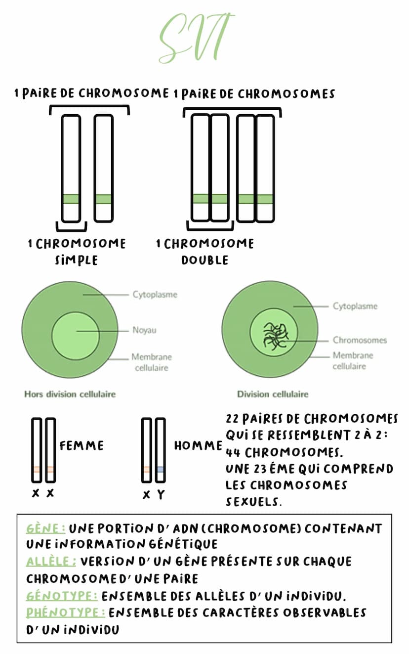 MITOSE: DIVISION DE LA CELLULE AU COURS DE LAQUELLE
CHAQUE CHROMOSOME SE DÉDOUBLE
MEIOSE: DOUBLE DIVISION DE LA CELLULE ABOUTISSANT À
LA RÉD