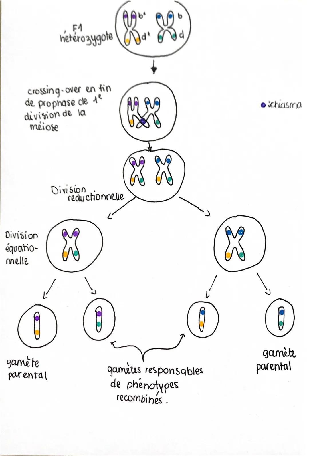 Tout sur le Brassage Interchromosomique et Intrachromosomique: Schémas et Définitions