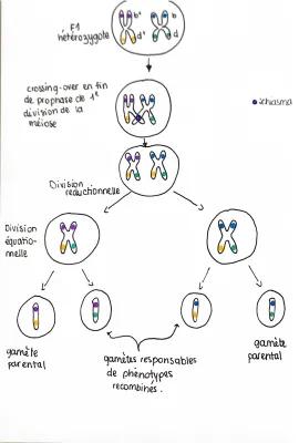 Know SCHÉMA CROSSING-OVER  thumbnail