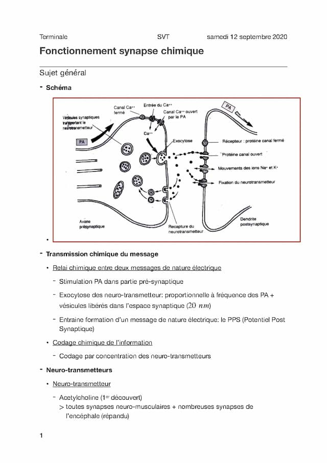 Know Cours 3.3 - Fonctionnement synapse chimique thumbnail
