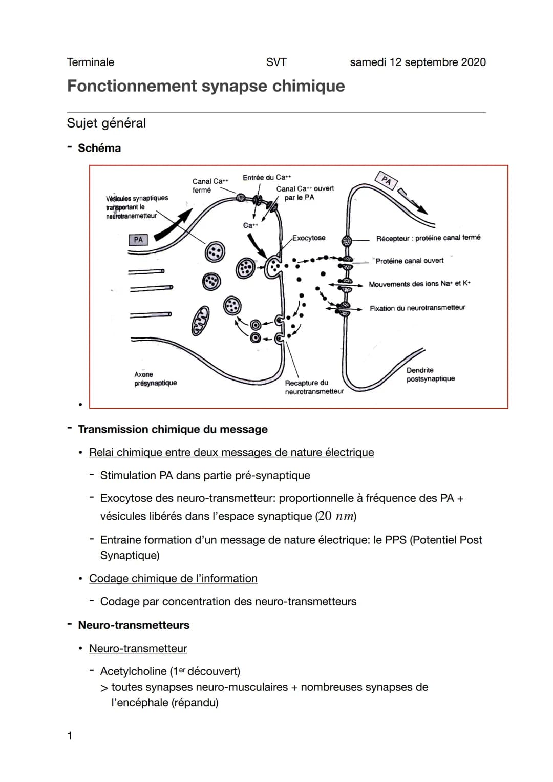 Terminale
Fonctionnement synapse chimique
Sujet général
-
Schéma
1
Vésicules synaptiques
transportant le
neurotransmetteur
PA
●
Axone
présyn