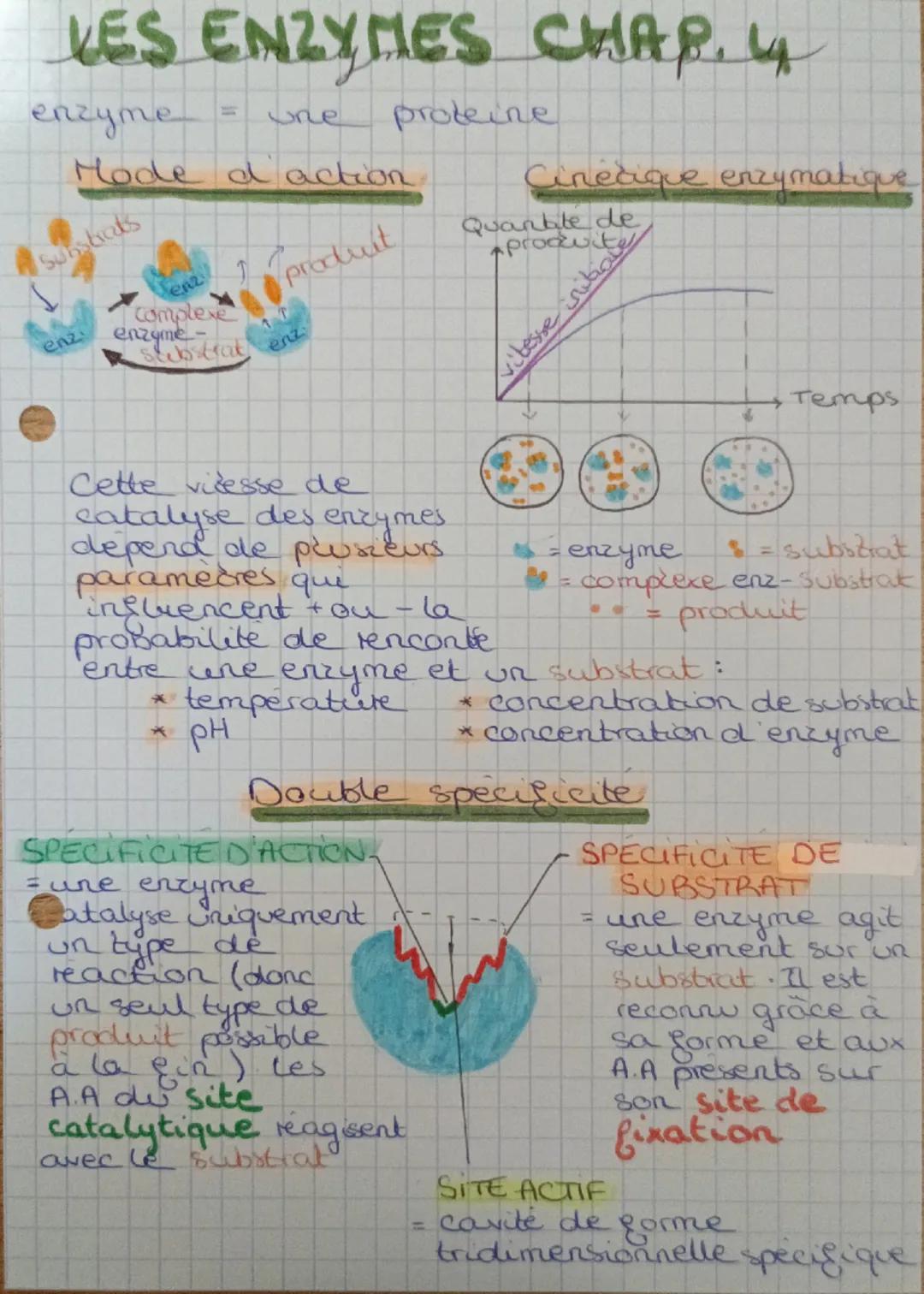 # LES ENZYMES CHAP. 14
enzyme = une protéine
Mode d'action
Cinétique enzymatique
Substrats
produit
Quantité de
produit
enz.
complexe
enzyme 