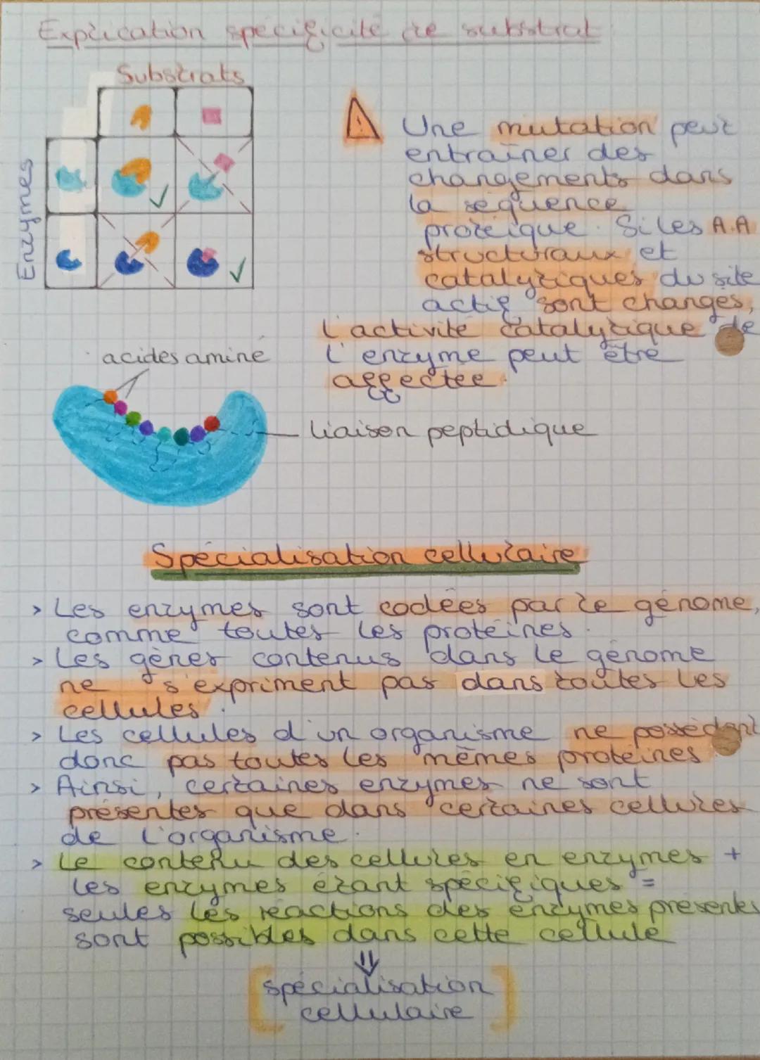 # LES ENZYMES CHAP. 14
enzyme = une protéine
Mode d'action
Cinétique enzymatique
Substrats
produit
Quantité de
produit
enz.
complexe
enzyme 