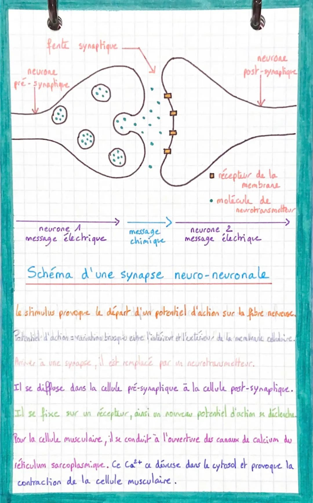 fente synaptique
neurone
pre-synaphique,
neurone A
message électrique
neurone
post-synaphique
□ récepteur de la
membrane
molécule de
neurotr