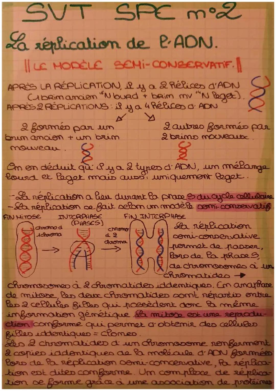 La réplication de l'ADN