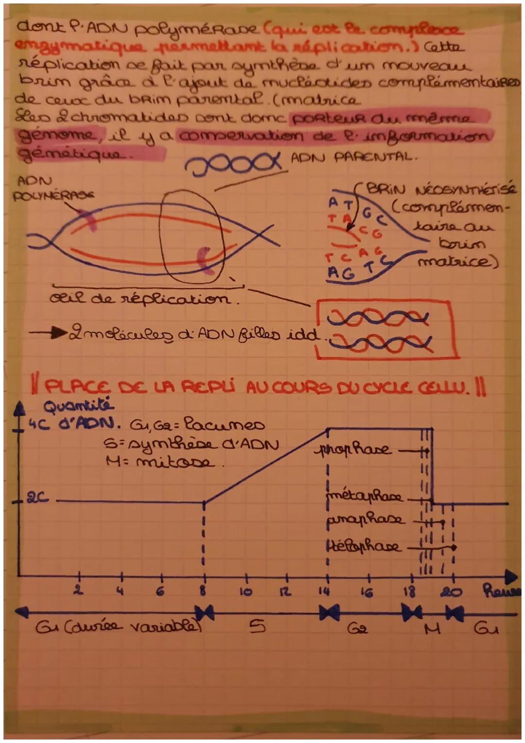 SVT SPC n°2
La réplication de P. ADN.
|| LE MODÈLE SEMI-CONSERVATIF.
APRÈS LA RÉPLICATION, il y a 2 hélices d'ADN
Cubrim ancien N buRd + bRi