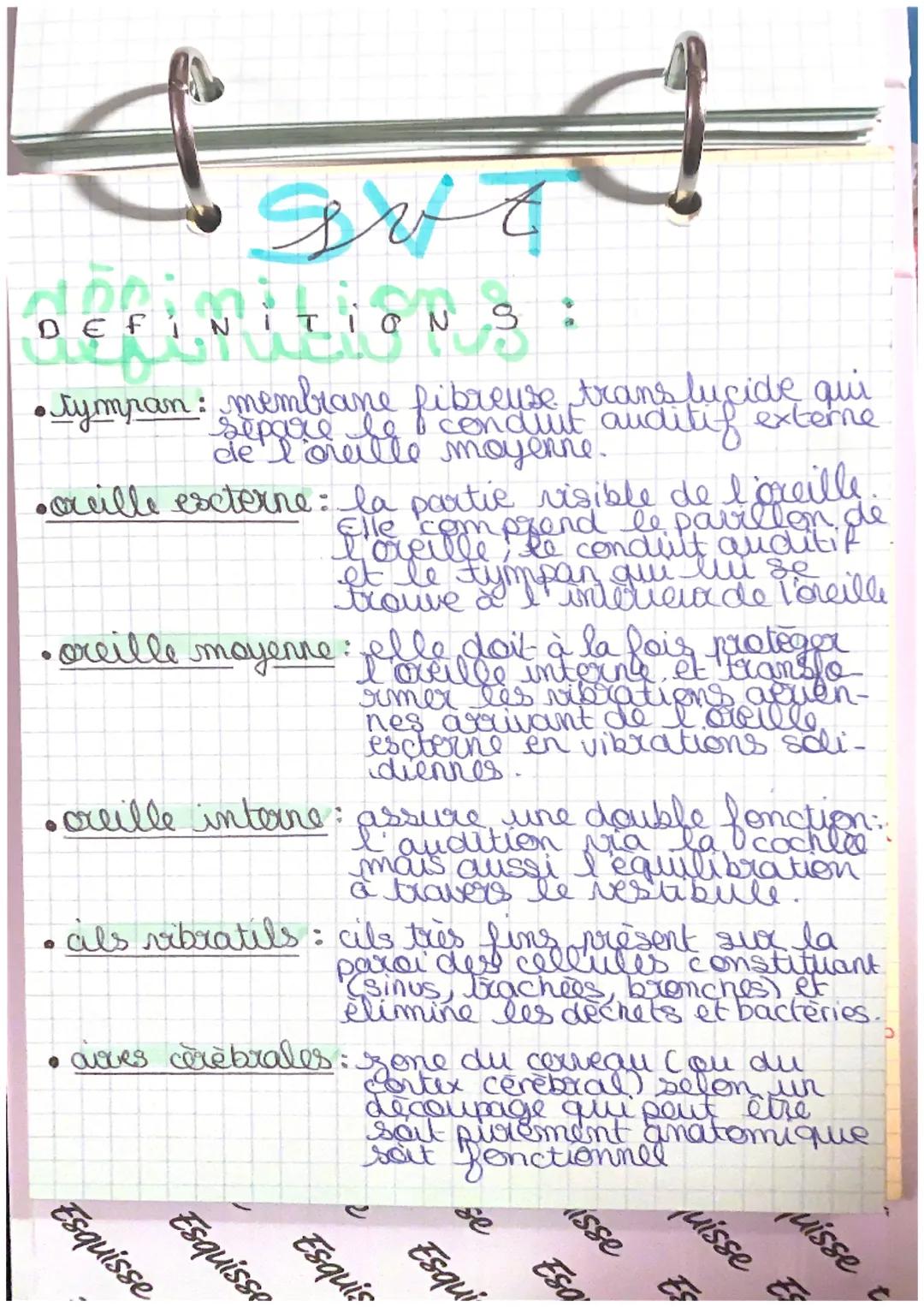 Definition S:
• tympan: membrane fibreuse translucide qui
delle moyent auditif externe
separe co
de
•xeille escterne: la partie risible de l