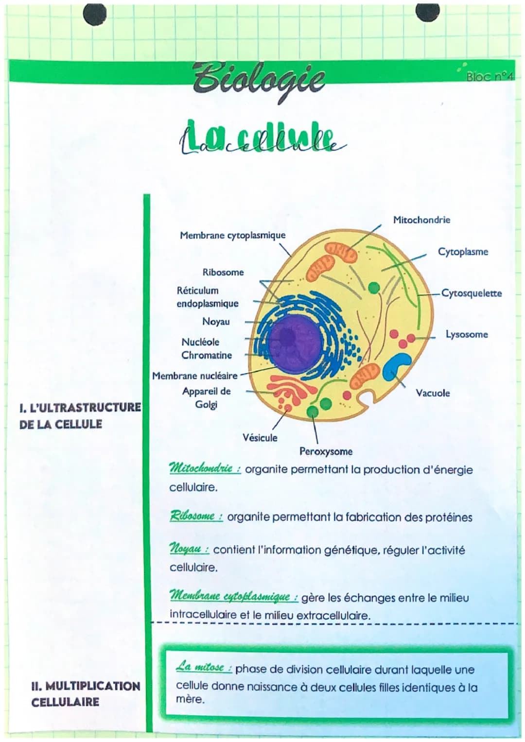 I. L'ULTRASTRUCTURE
DE LA CELLULE
II. MULTIPLICATION
CELLULAIRE
Biologie
La cainte
Membrane cytoplasmique
Ribosome
Réticulum
endoplasmique
N
