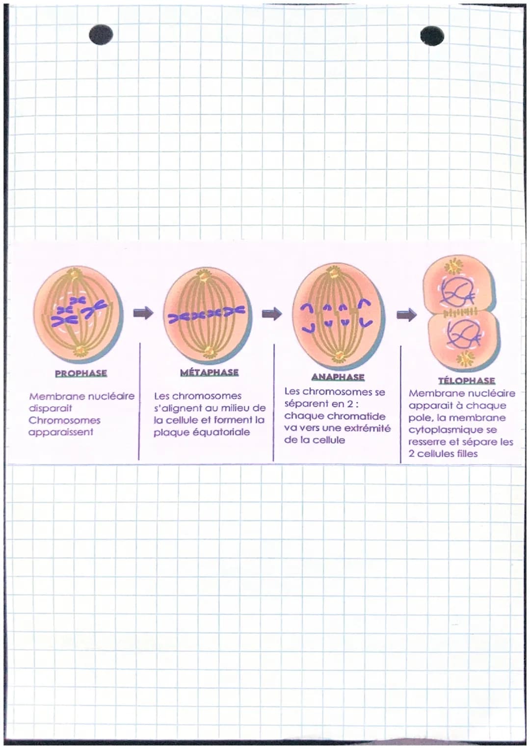 I. L'ULTRASTRUCTURE
DE LA CELLULE
II. MULTIPLICATION
CELLULAIRE
Biologie
La cainte
Membrane cytoplasmique
Ribosome
Réticulum
endoplasmique
N