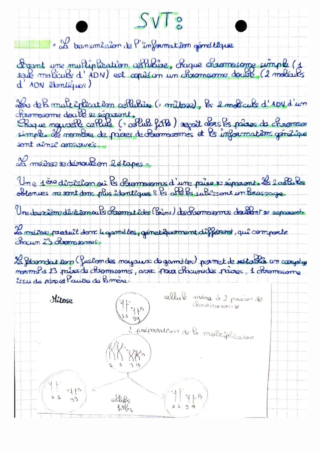 La transmission de l'information génétique 