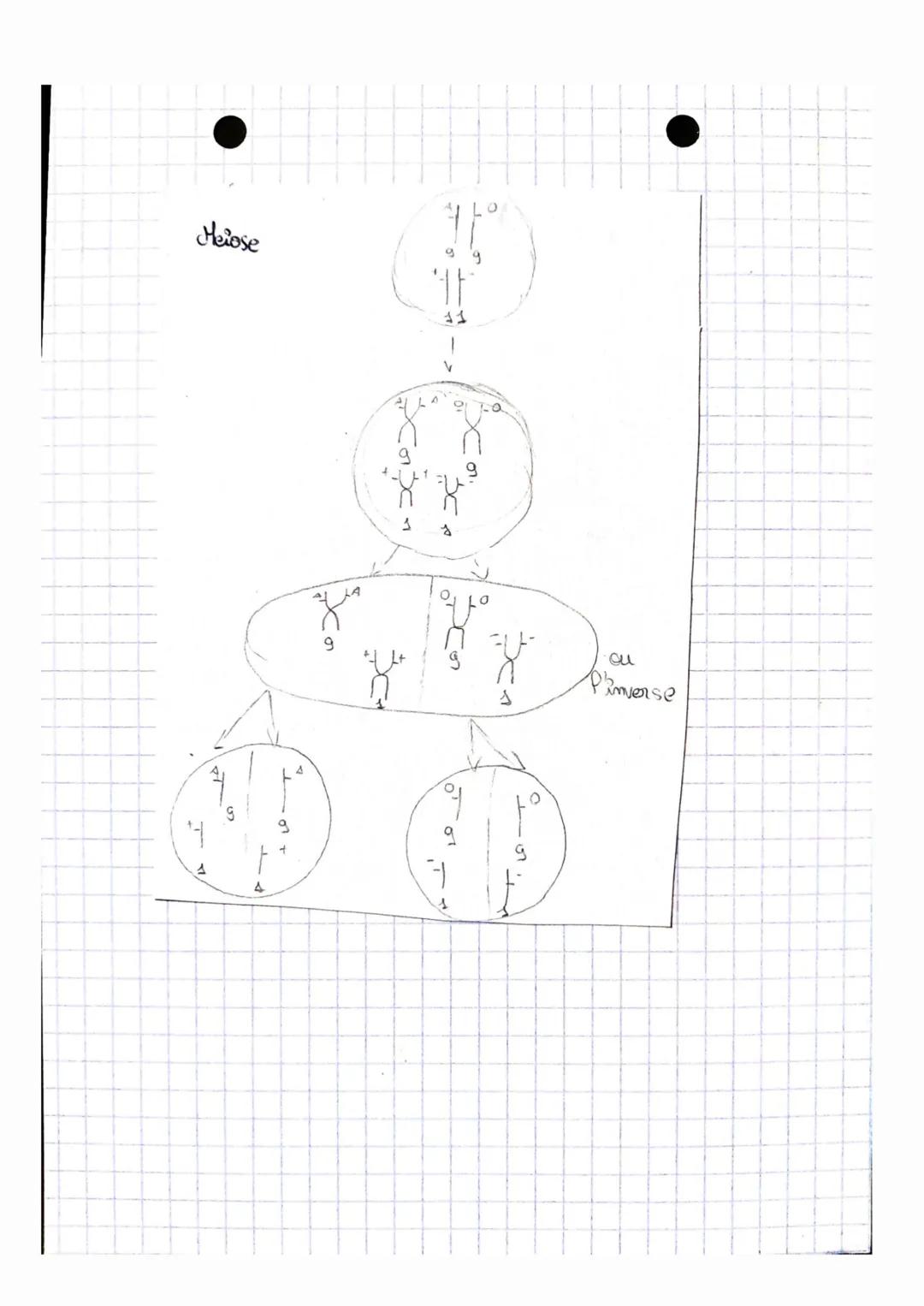 SVT:
La bansmission de l'information génétique
Igant une multiplication ceffubire, chaque chromosome simple (1
seule me becurs d'ADN) est co