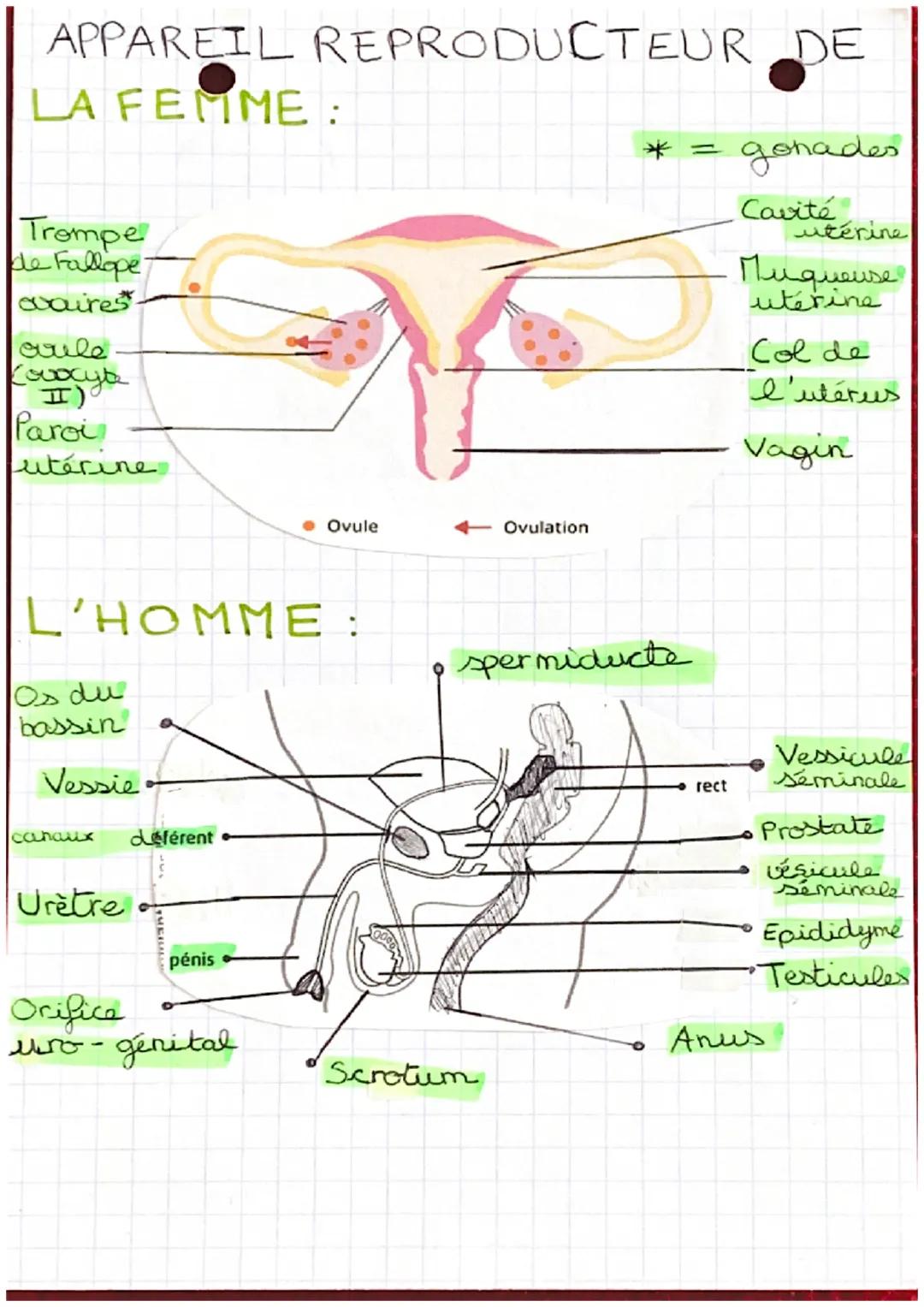 # APPAREIL REPRODUCTEUR DE
LA FEMME :

Trompe
de Fallope
vaires
aule
(ovocyte
II)
Paroi
utérine

* = gonades

Cavité
utérine
Muqueuse
utérin
