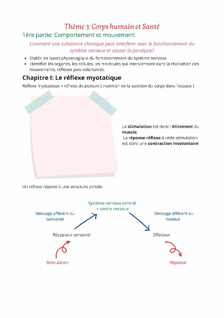 Know I) Le réflexe myotatique + II) nature, propagation et transmission du message nerveux thumbnail