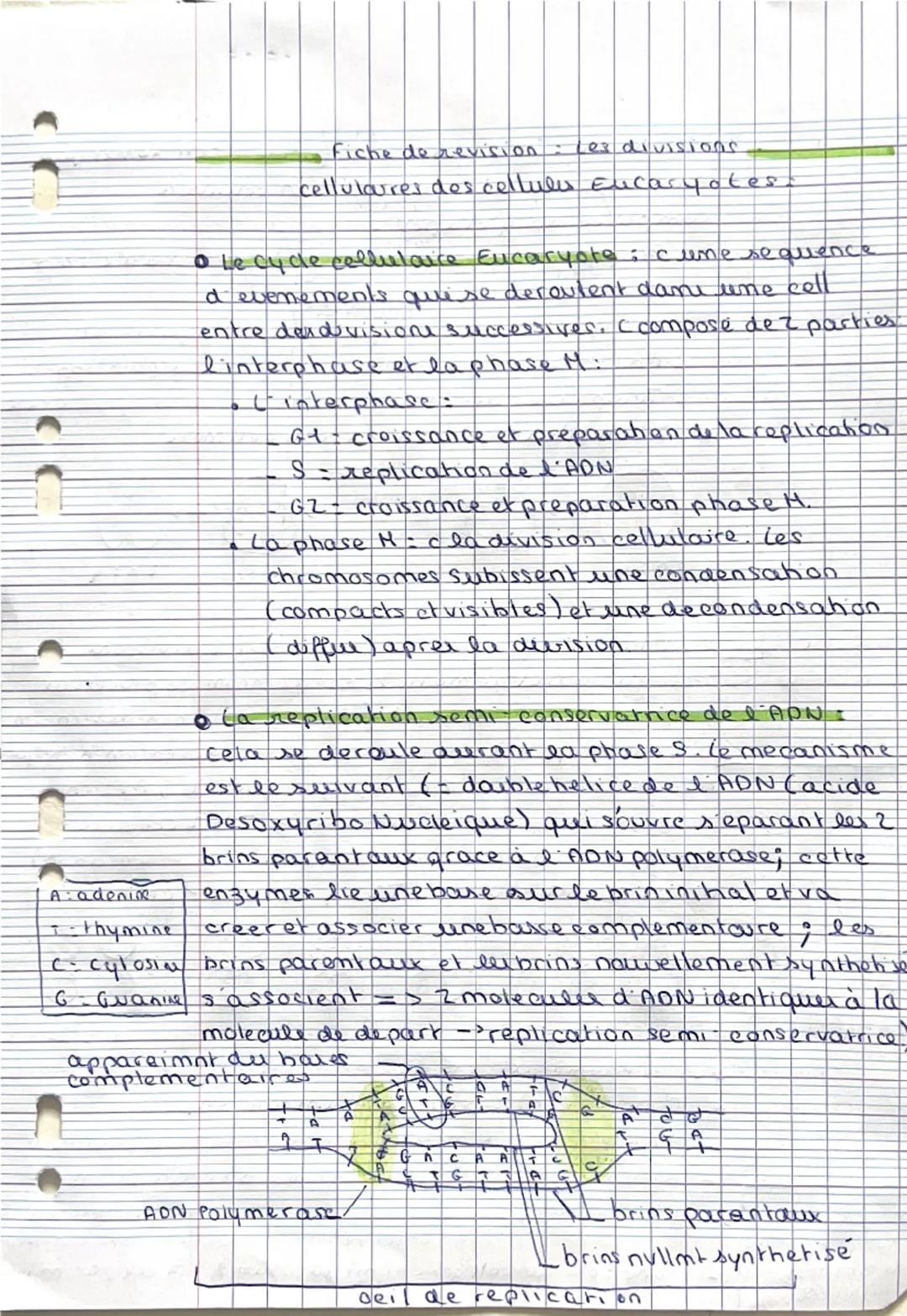 Les divisions cellulaires des cellules eucaryote (SVT) en PDF - Knowunity