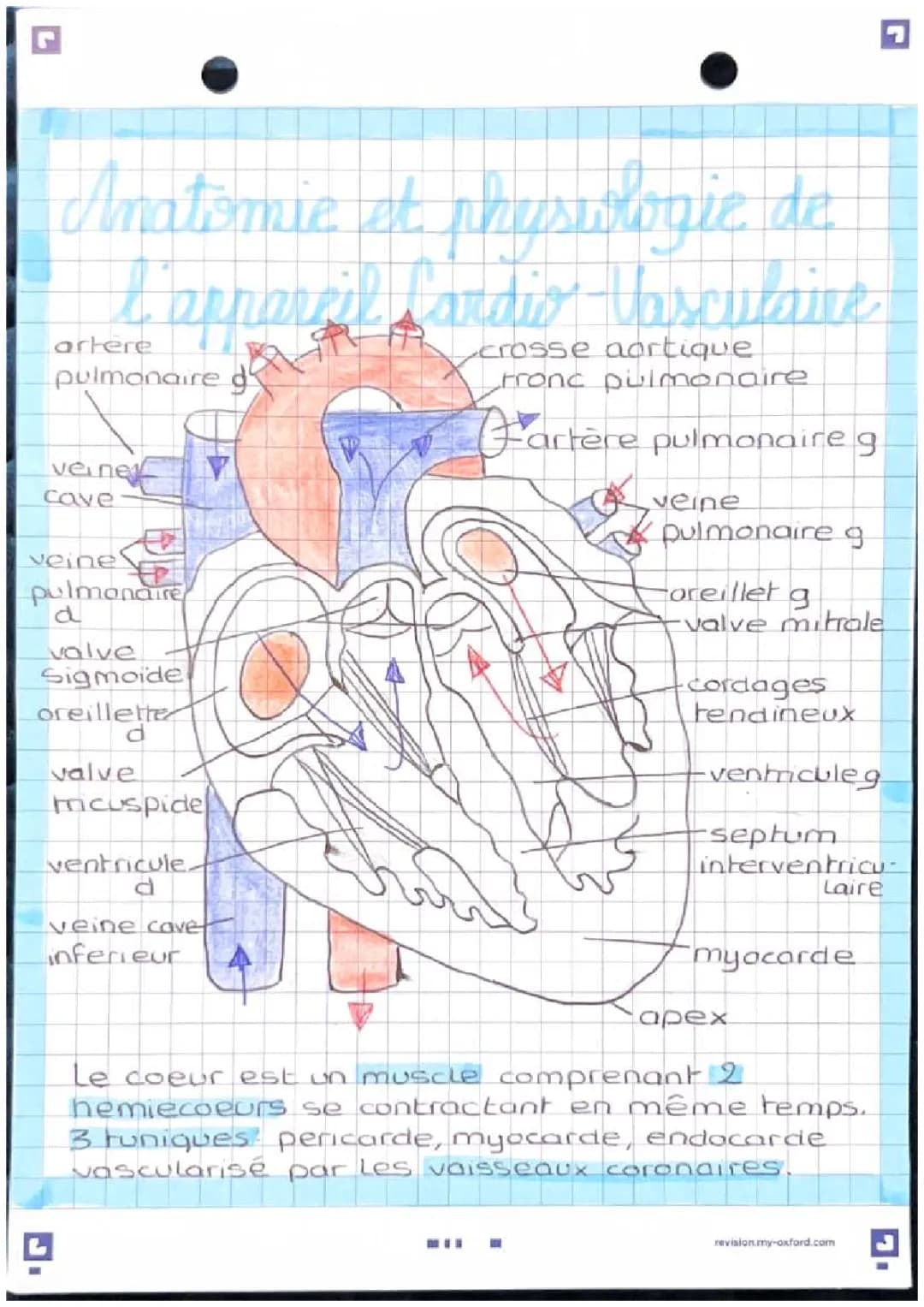 appareil cardio-vasculaire 
