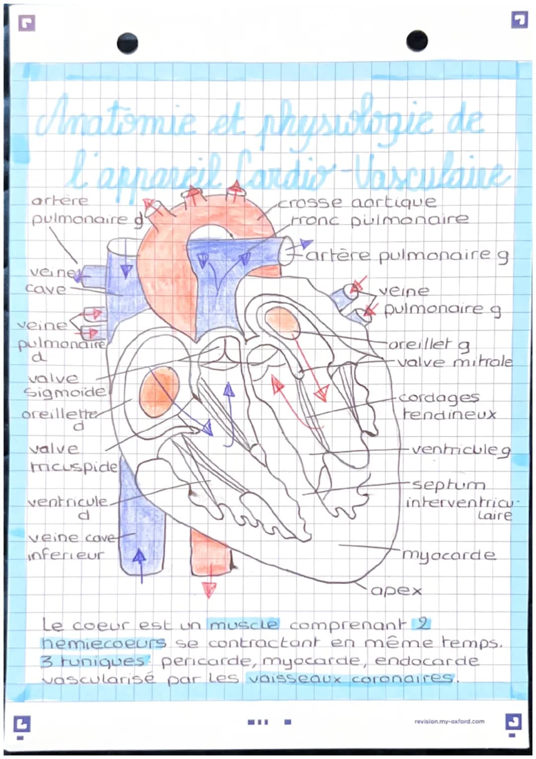 Anatomie et physwlogie de
l'apparril Lardio basculaire
pulmonaire d
A
veine
cave
veine
pulmonaire
d
valve
Sigmoide
oreillette
valve
ricuspid