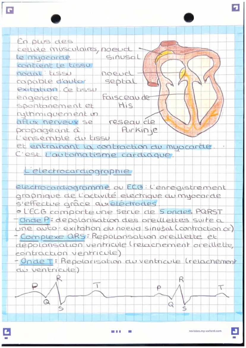 Anatomie et physwlogie de
l'apparril Lardio basculaire
pulmonaire d
A
veine
cave
veine
pulmonaire
d
valve
Sigmoide
oreillette
valve
ricuspid