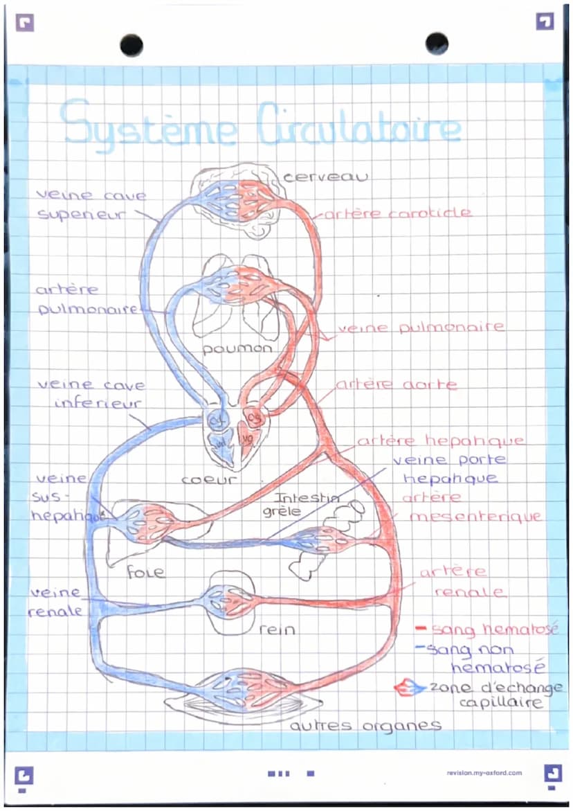 Anatomie et physwlogie de
l'apparril Lardio basculaire
pulmonaire d
A
veine
cave
veine
pulmonaire
d
valve
Sigmoide
oreillette
valve
ricuspid