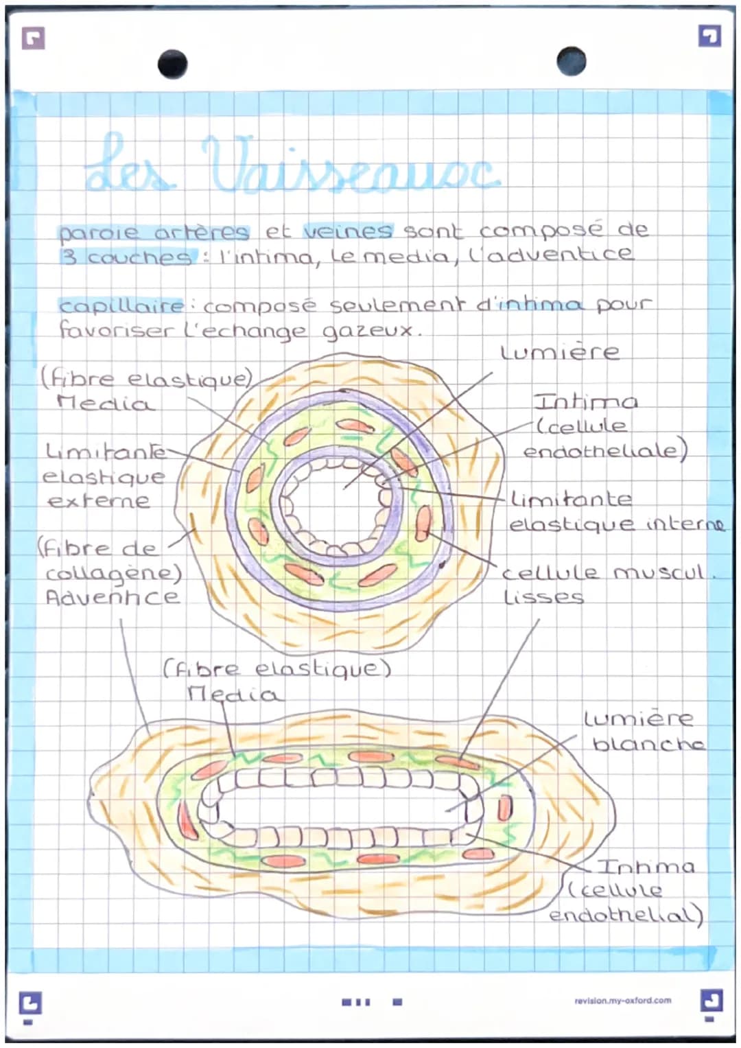 Anatomie et physwlogie de
l'apparril Lardio basculaire
pulmonaire d
A
veine
cave
veine
pulmonaire
d
valve
Sigmoide
oreillette
valve
ricuspid