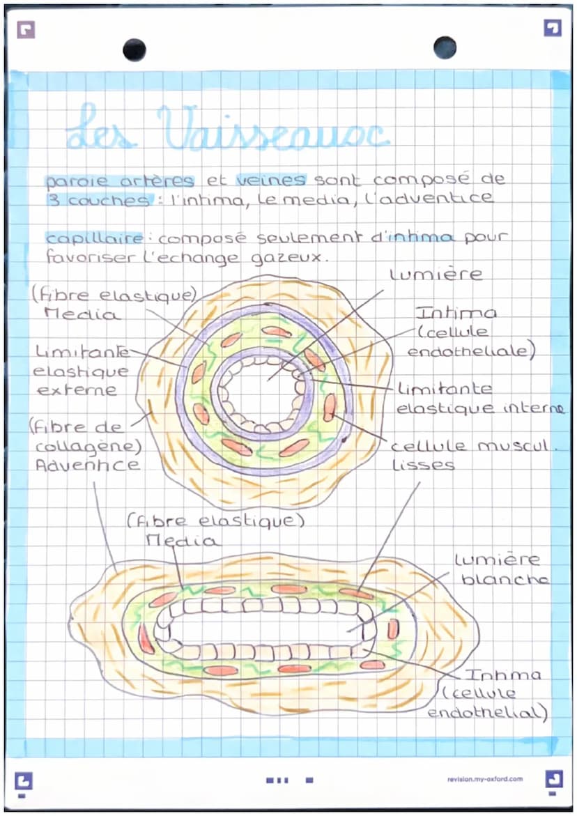 Anatomie et physwlogie de
l'apparril Lardio basculaire
pulmonaire d
A
veine
cave
veine
pulmonaire
d
valve
Sigmoide
oreillette
valve
ricuspid