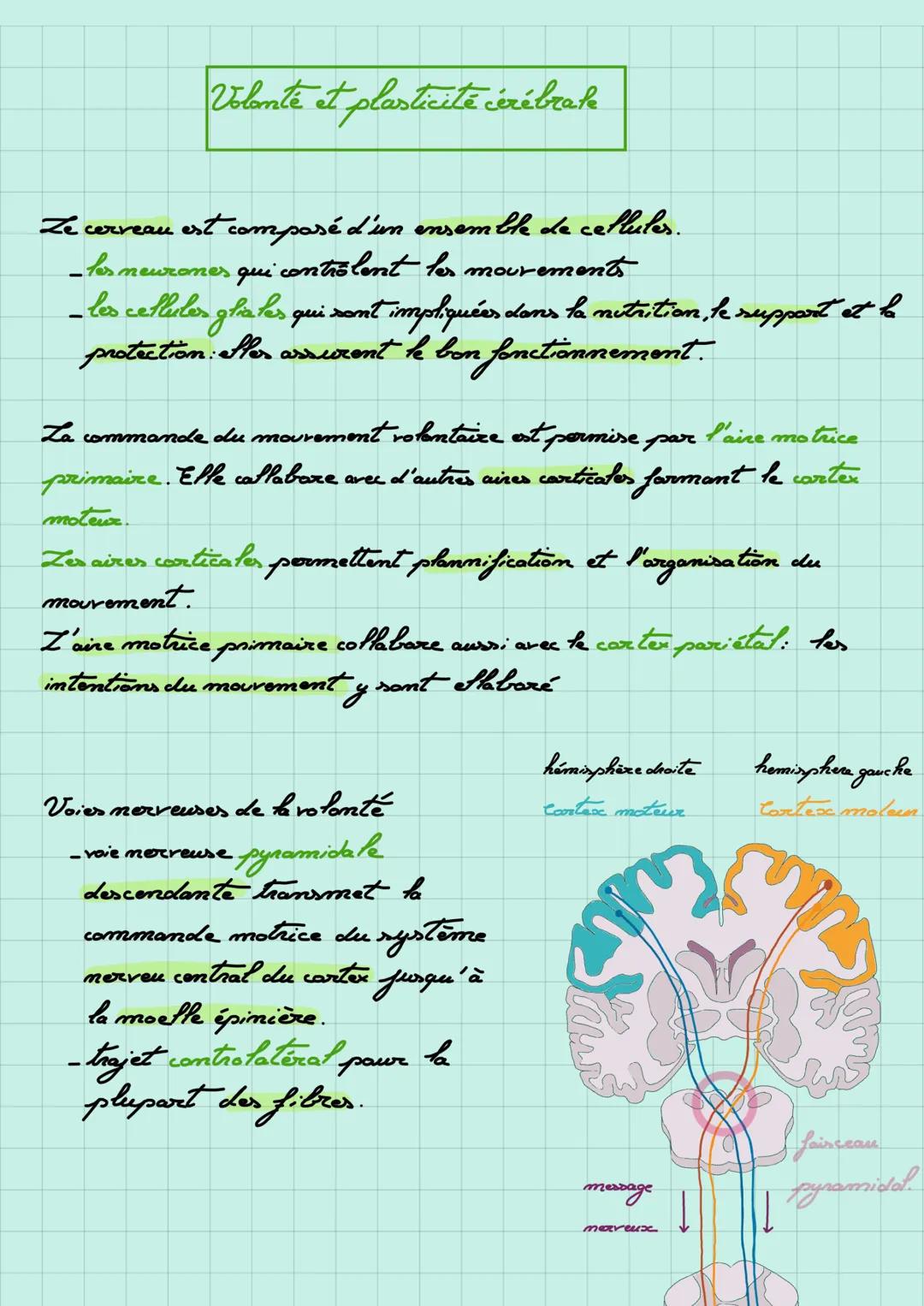 # Volante et plasticité cérébrale

Ze cerveau est composé d'in ensemble de cellules.
- los neurones qui contrôlent les mouvement
- les cellu
