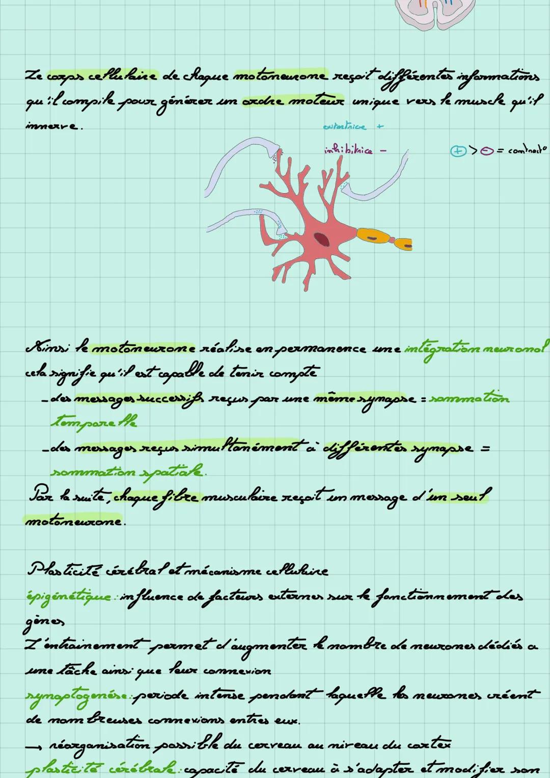 # Volante et plasticité cérébrale

Ze cerveau est composé d'in ensemble de cellules.
- los neurones qui contrôlent les mouvement
- les cellu