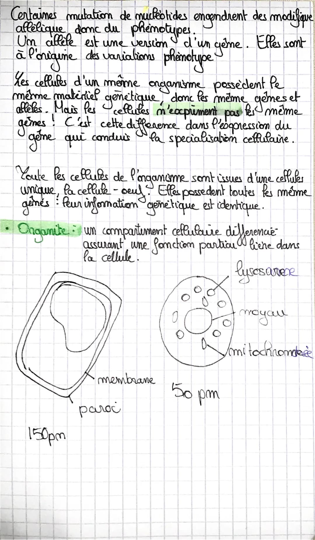 •S•V₂
Longanisation du vivant
Cours : les differents nivcuoc d'organisation du vivants
• Ongane : Structure anatomique composée de
plusieurs