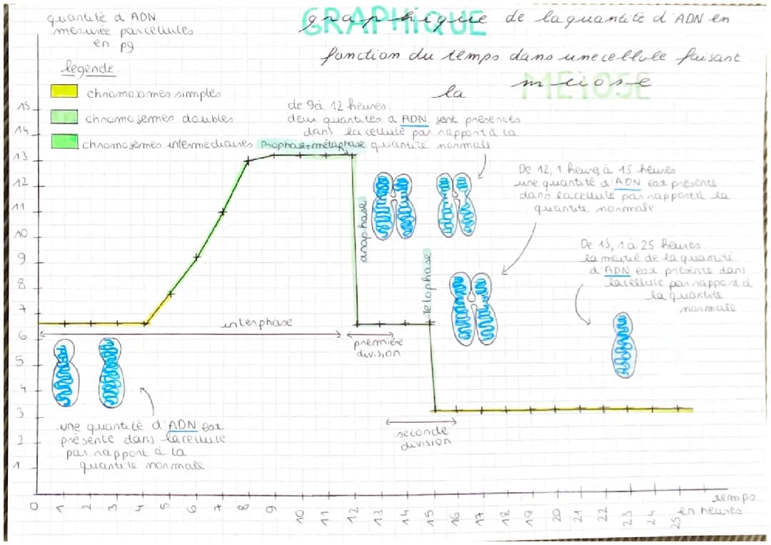 Graphique mitose/meiose 