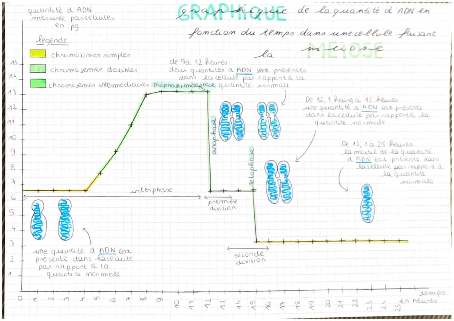 AS
14
13
12
^^
o
A
quantité d'ADN
mesurée parcellules
en p9
legende
chromosomes simples.
la
de 9a 12 heures.
chnomo semes doubles.
deux quan