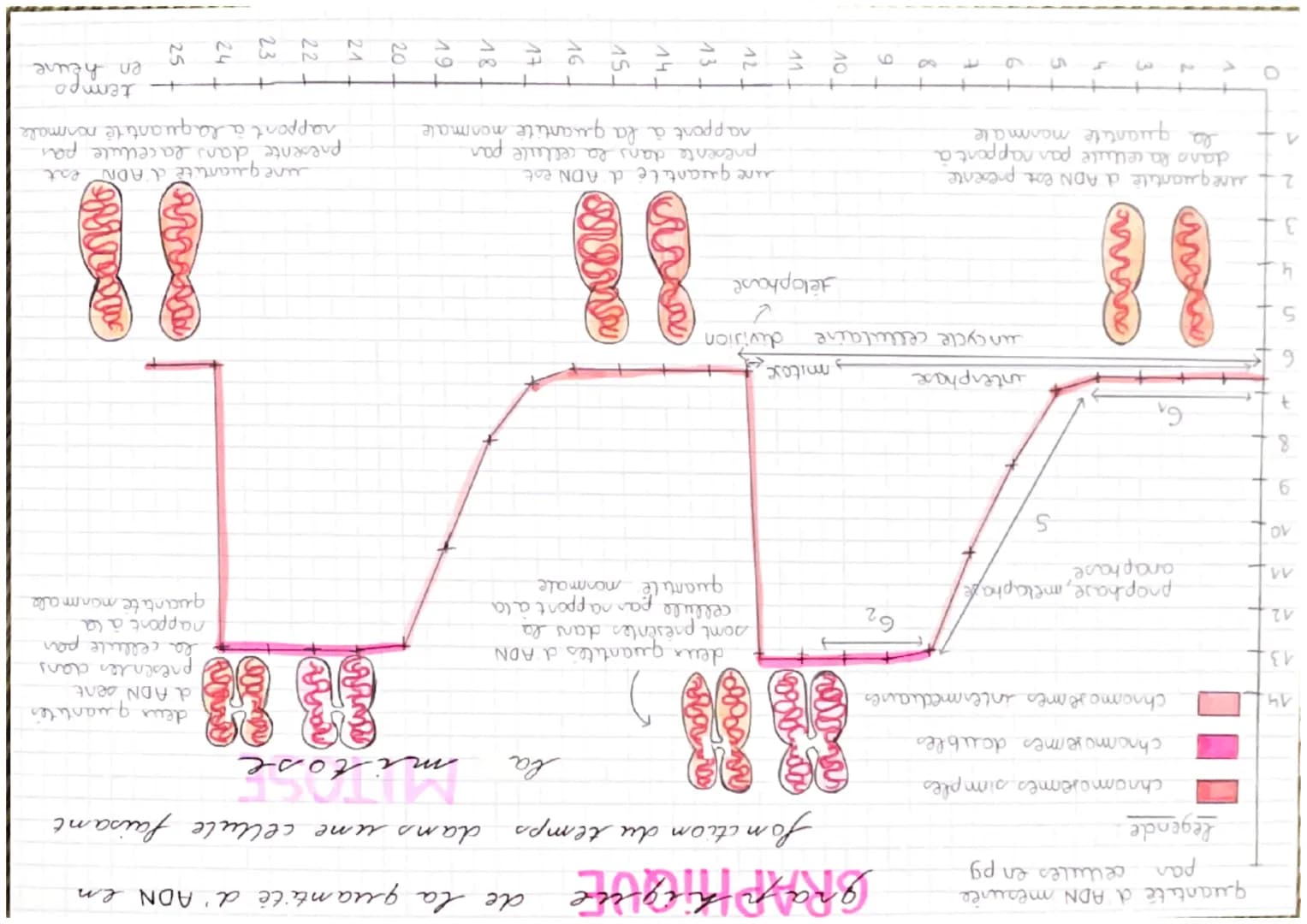 AS
14
13
12
^^
o
A
quantité d'ADN
mesurée parcellules
en p9
legende
chromosomes simples.
la
de 9a 12 heures.
chnomo semes doubles.
deux quan
