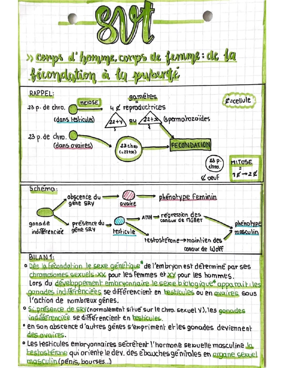 Corps d’homme, corps de femme : de la fécondation à la puberté 