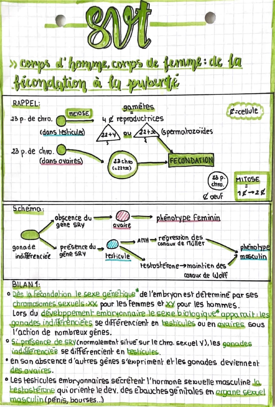 svt
»corps d'homme, corps de femme: de la
fécondation à la puberté
RAPPEL:
gametes
MEIOSE
-cellule
23 p. de chro.
4 reproductrices
(dans tes