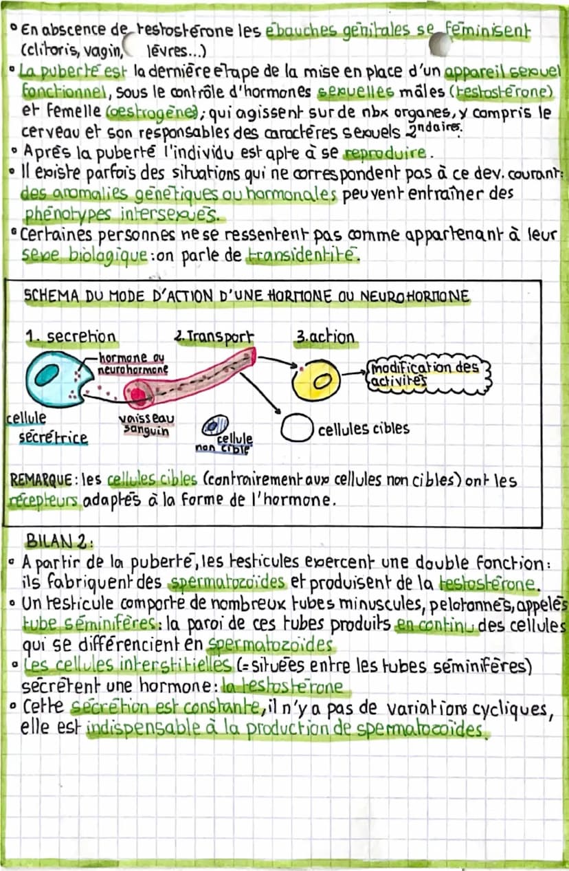 svt
»corps d'homme, corps de femme: de la
fécondation à la puberté
RAPPEL:
gametes
MEIOSE
-cellule
23 p. de chro.
4 reproductrices
(dans tes