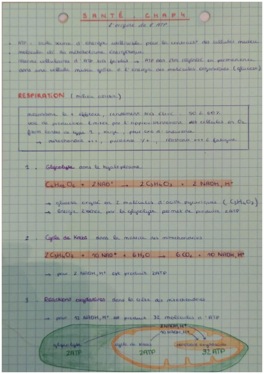 SANTÉ
CHAPH
l'origine de & ATP
ATP seule source a energia milli seble pour la contracts des cellules muscu
molecule cho du métabolisme energ