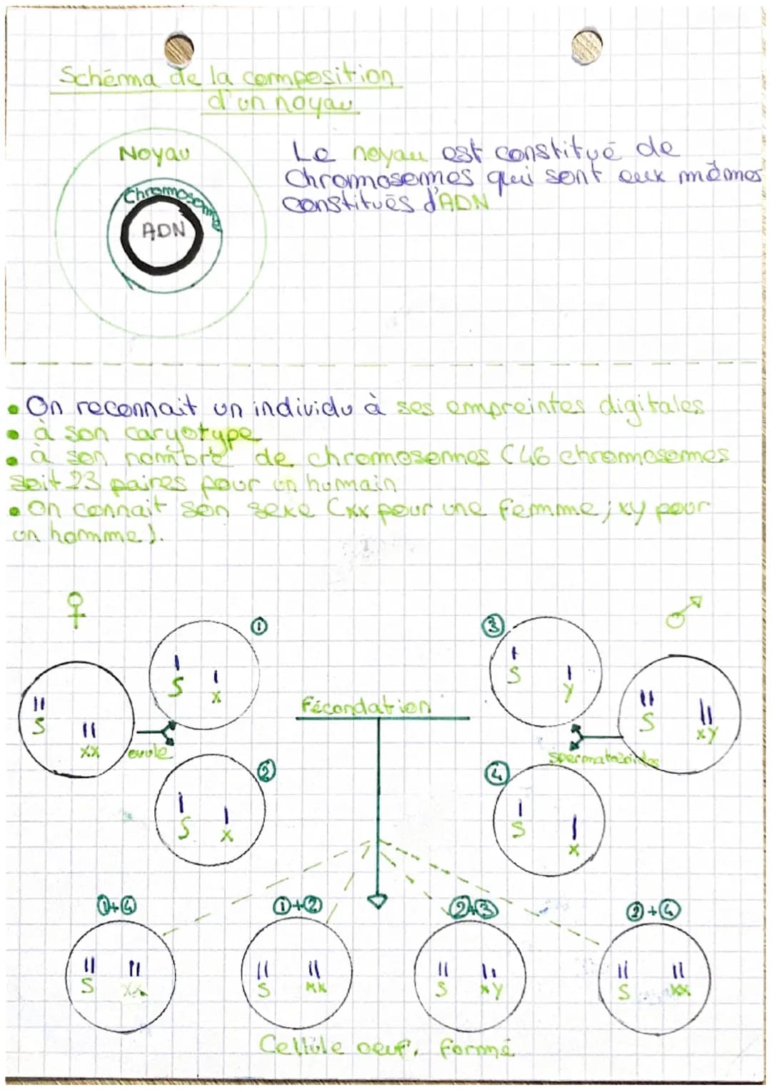 Le phénotype
lorsque
• caractère élément que l'on peut observer chez un individu
●caractères spécifiques il est dit specifique
chaques indiv