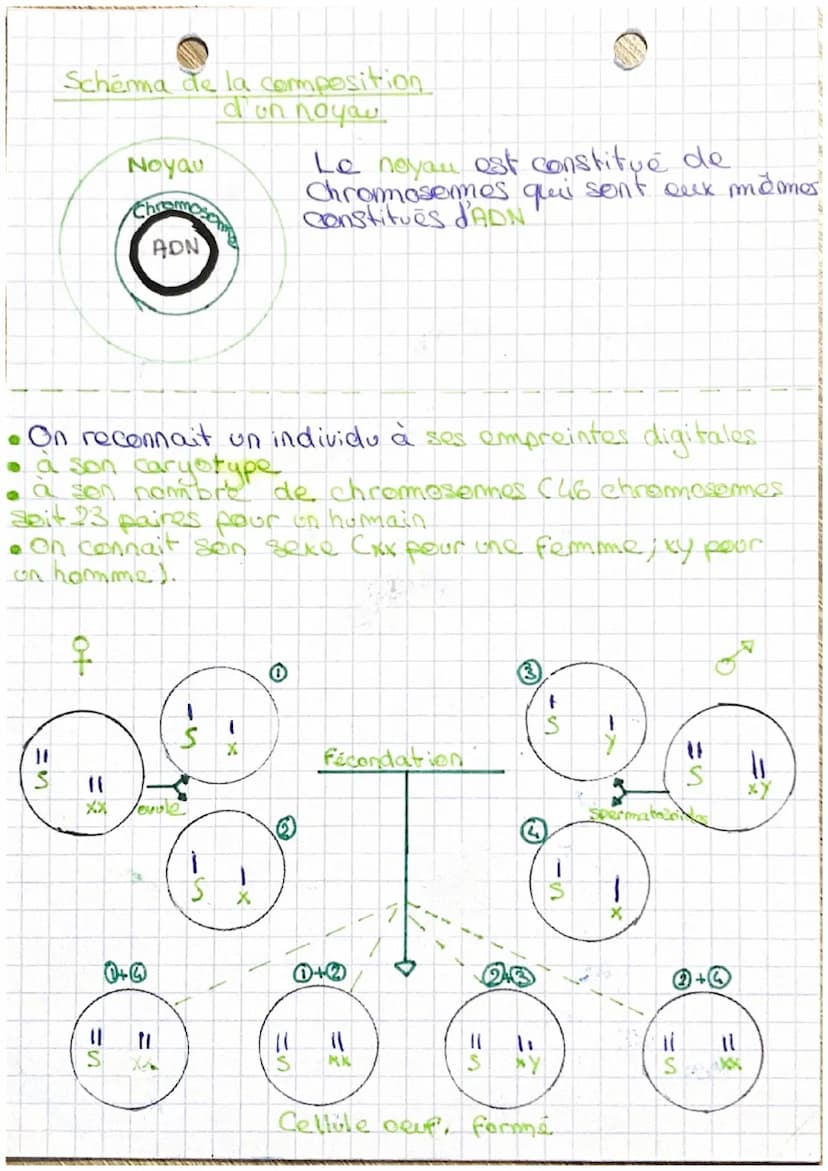 Le phénotype
lorsque
• caractère élément que l'on peut observer chez un individu
●caractères spécifiques il est dit specifique
chaques indiv